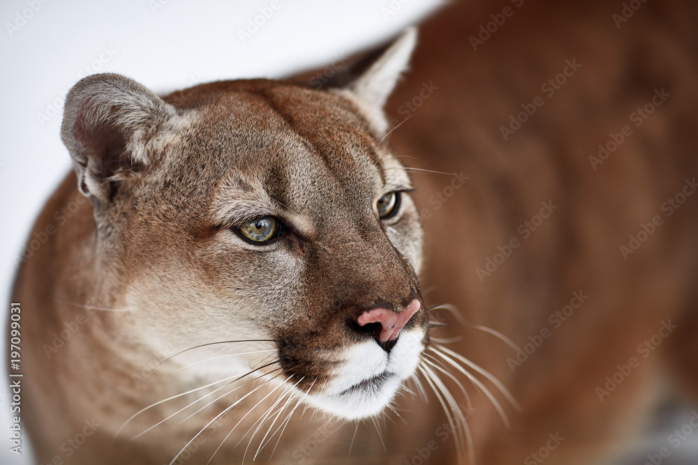Obraz premium Beautiful Portrait of a Canadian Cougar. mountain lion, puma, panther, Winter scene in the woods. wildlife America