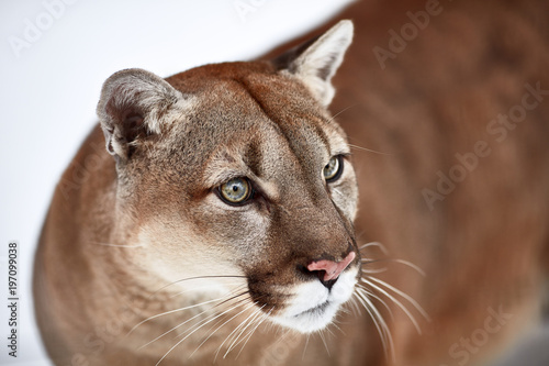 Beautiful Portrait of a Canadian Cougar. mountain lion  puma  panther  Winter scene in the woods. wildlife America