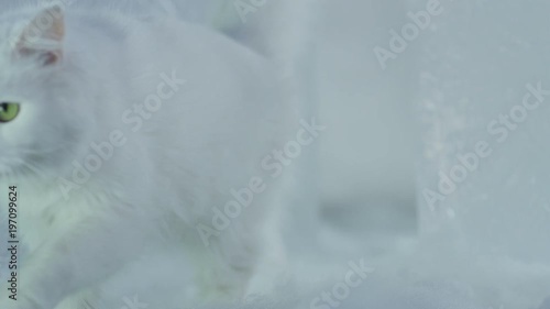 Very beautiful white purebred cat walking on white background. Shot on RED EPIC DRAGON Cinema Camera. photo