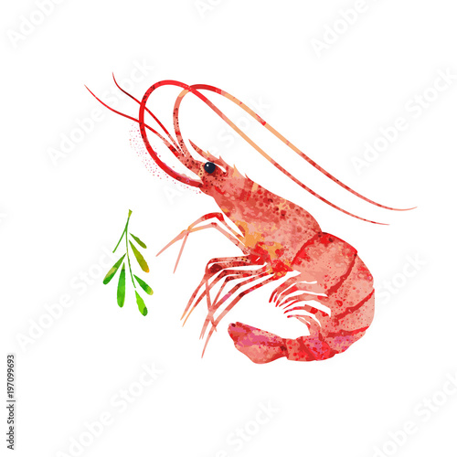 Red prawn or shrimp, watercolor illustration. Seafood picture. 