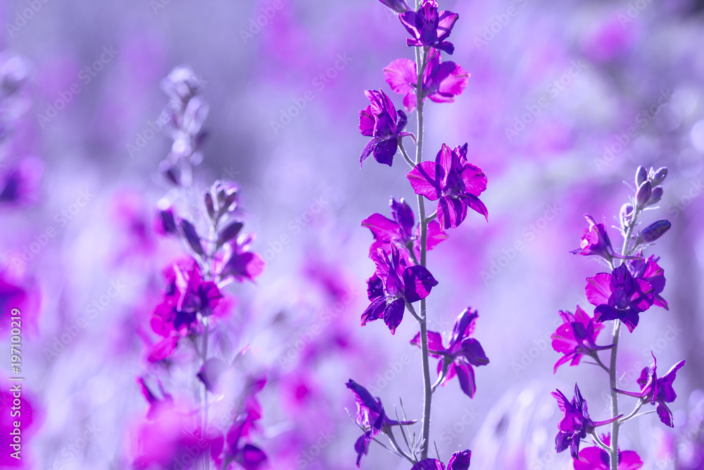 Fototapeta premium purple wild flowers