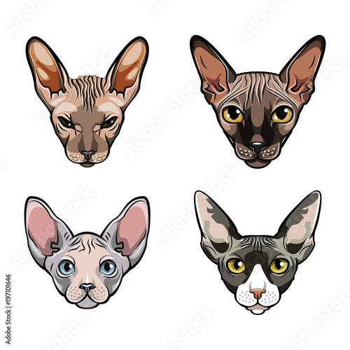 Sphinx cats set. Collection of exotic cats of breed a sphinx. Cat portrait. Vector.