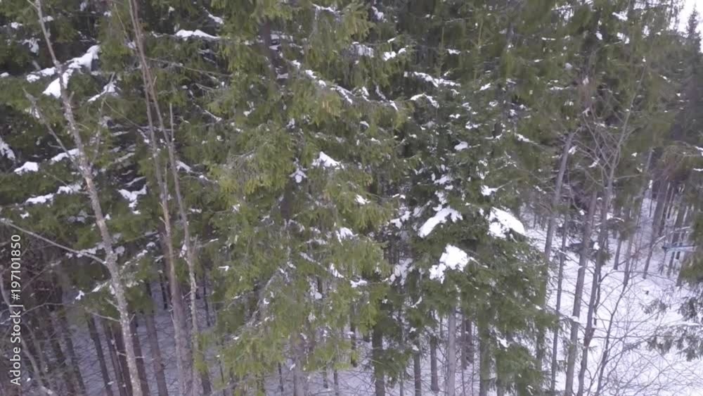 aerial view of the forest in winter time aerial view of the forest in winter time