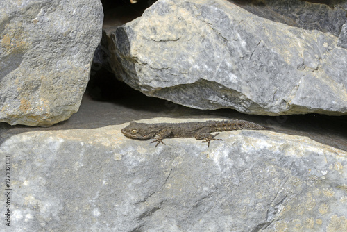 Ägäischer Nacktfinger (Mediodactylus kotschyi) - Kotschy's gecko photo