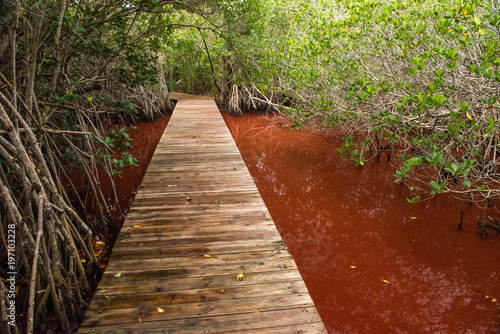 Leon Levy Plant Preserve, Eleuthera, Bahamas