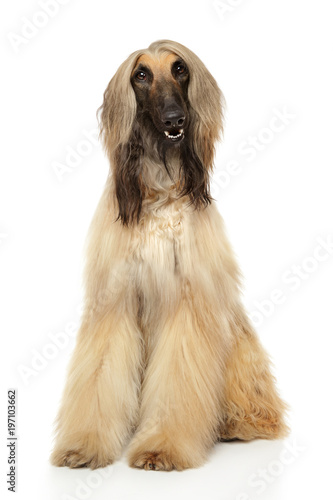 Fototapeta Naklejka Na Ścianę i Meble -  Adorable Afghan hound sits
