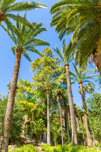 Jardines de Alfabia, Mallorca. High Palm trees in blue sky. Alfabia Gardens, Mallorca,  Balearic Islands, Spain. Travel destination concept