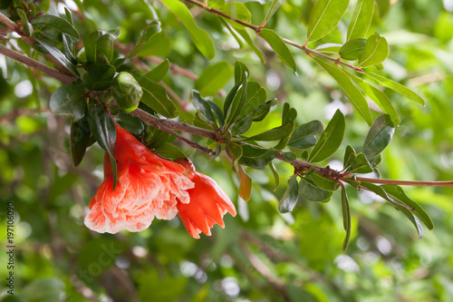 Red rhododendron blooming in springtime.