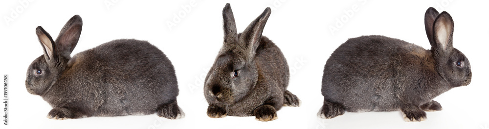 Obraz premium Osterhasen