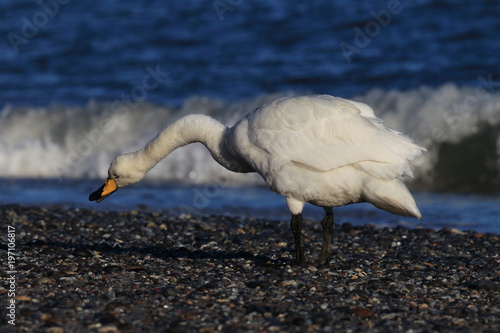 whooper swan (Cygnus cygnus) Helgoland Germany  photo