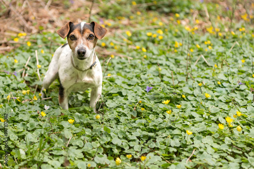 little cute dog stands in the spring surrounded by flowers - Jack Russell Terrier Hound