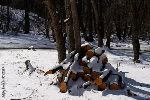 Obraz na płótnie Heap of felled wood in the forest w salonie