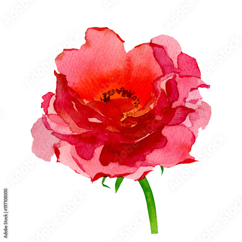 Red vintage roses flowers isolated on white background. Watercolor illustration