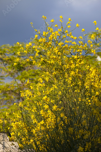 Genisteae bush with contrasted colorful yellow flowers