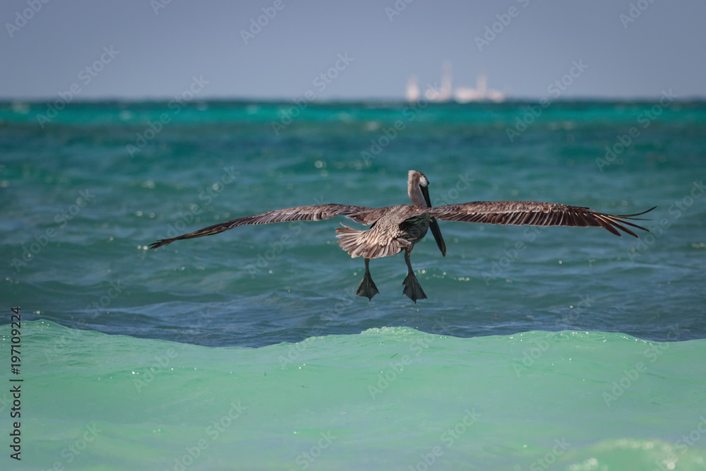 Brown Pelican's - Pelecanus Occidentalis - Landing On The Turquoise Sea