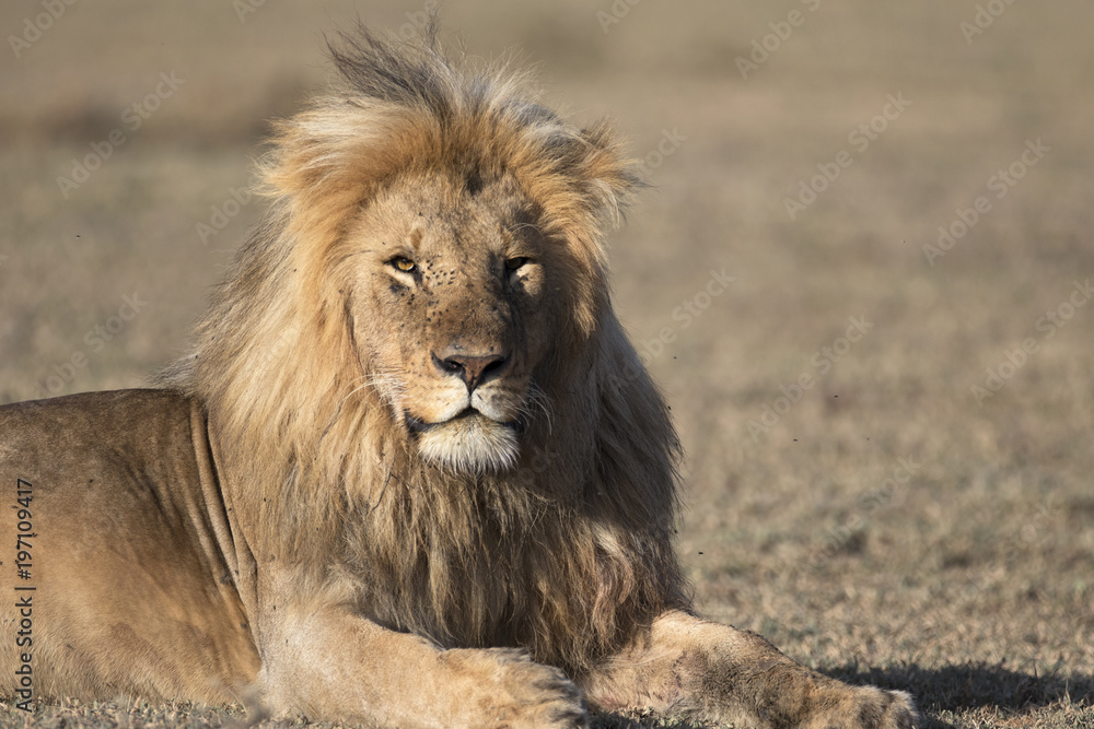 African lion portrait in the wild