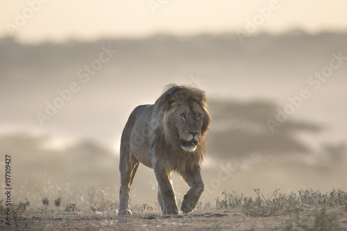 African lion portrait in the wild