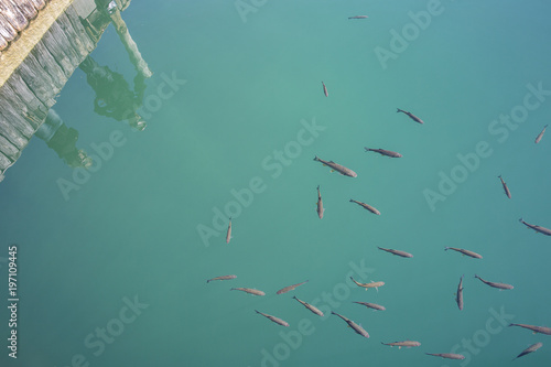 Fishes swimming in clear turquoise blue lake water with silhouettes of people watching reflecting in the water , "Plitvice Lakes" National Park, Croatia