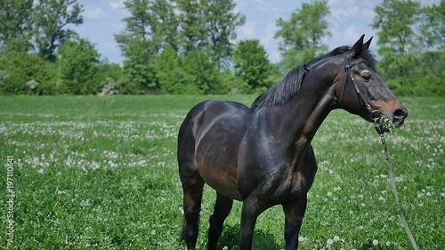 Black horse eating grass slow mition photo