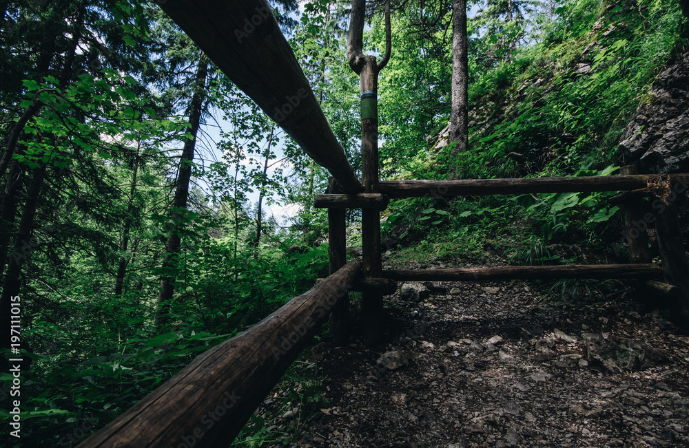 Forrest around the wooden fence