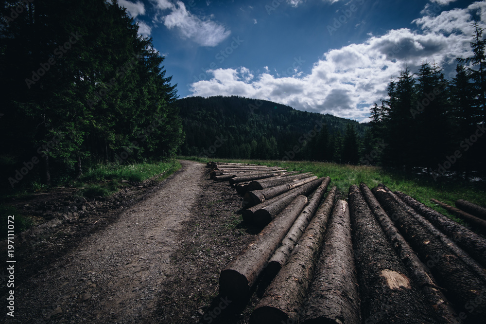 Wooden logs placed on the ground
