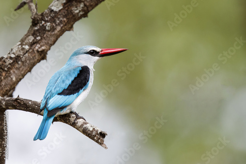 Woodland Kingfisher in Krugerpark in South Africa