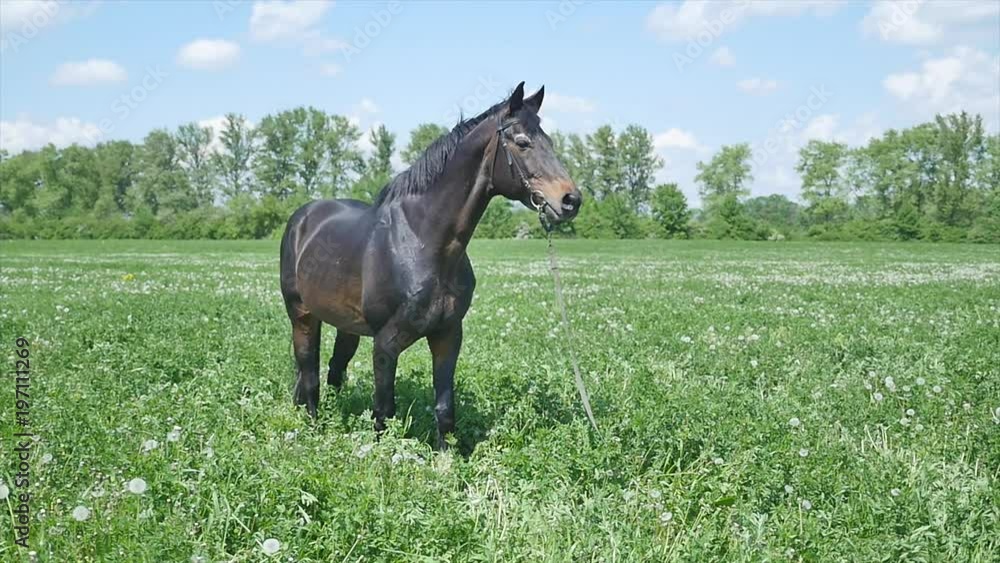 Black horse eating grass slow mition Black horse eating grass slow mition