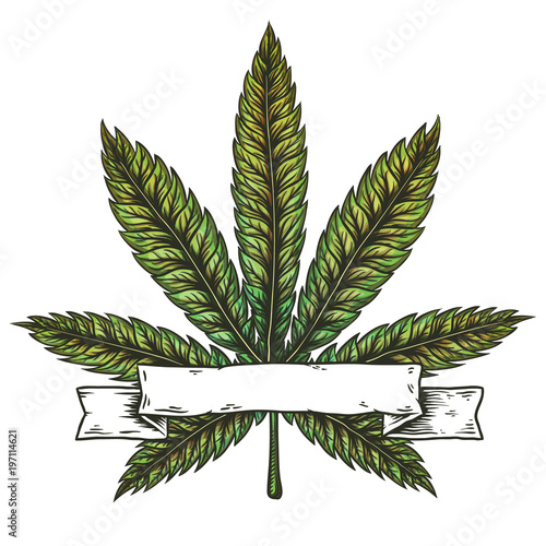 Cannabis leaf vector illustration.