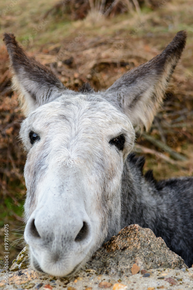 Portrait of grey donkey