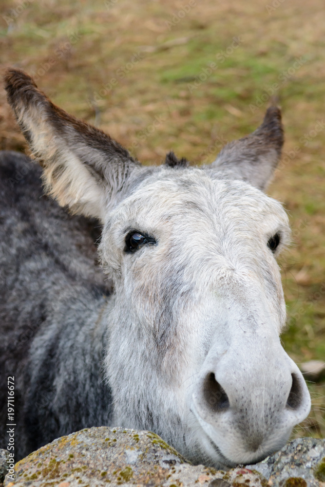 Portrait of grey donkey