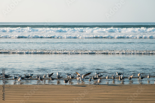 group of seagulls / sea gull birds on beach © hanohiki