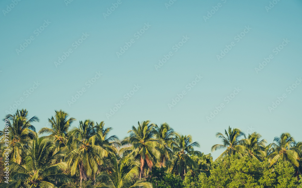 palm trees and blue sky background - retro style