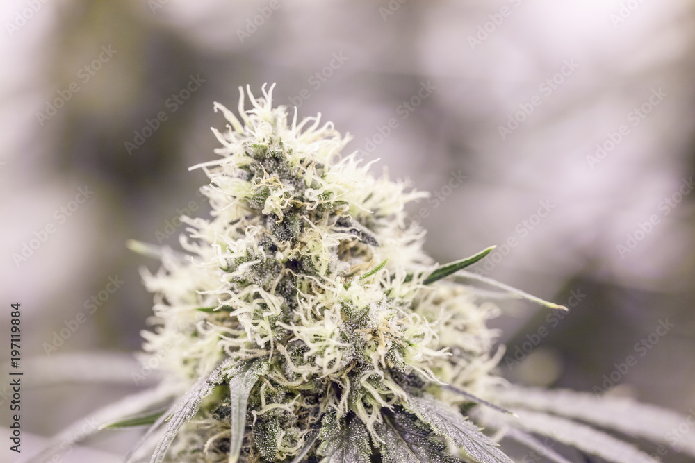 Macro Super Hairy Marijuana Nug Closeup Macro Super Hairy Marijuana Nug Closeup