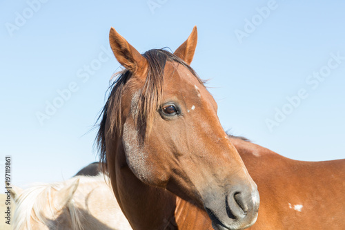 Fototapeta Naklejka Na Ścianę i Meble -  close up of a brown horse