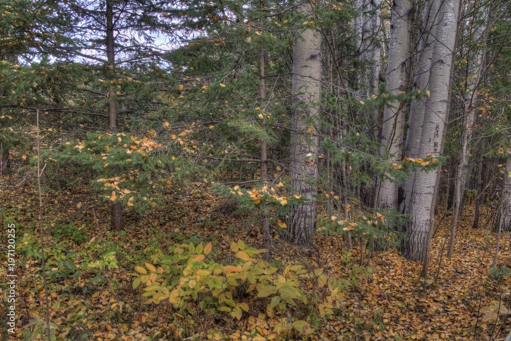 Obraz premium Kakabeka Falls Provincial Park