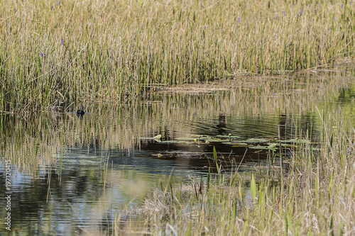 A canal along Marsh Trail of Arthur R. Marshall Loxahatchee National Wildlife Refuge in Florida, provides habitat for million of migratory birds, and other species of animals.