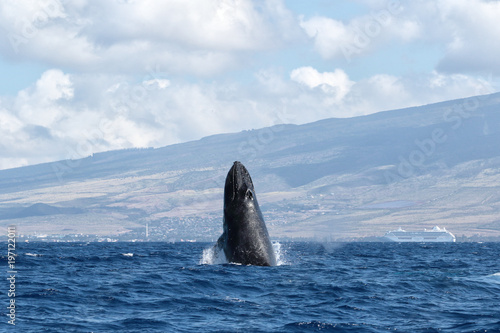 Humpback whale beginning a breach in the waters of Lahaina on Maui.