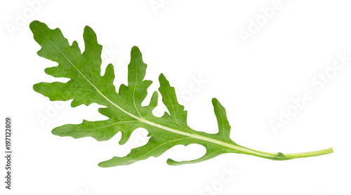 Rucola or arugula leaf isolated on white background