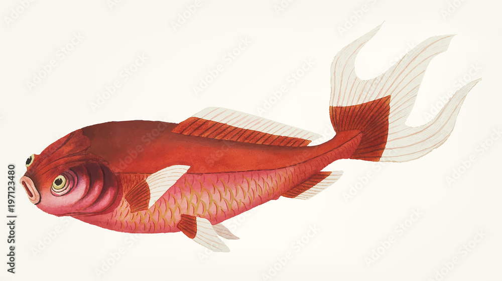 Fototapeta premium Illustration of goldfish