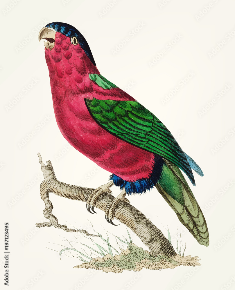 Fototapeta premium Illustration of bird parrot