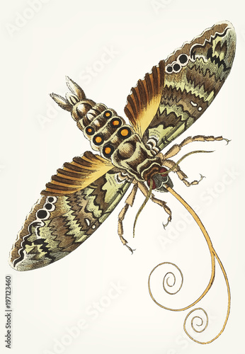 Illustration of moth Cocytius antaeus photo