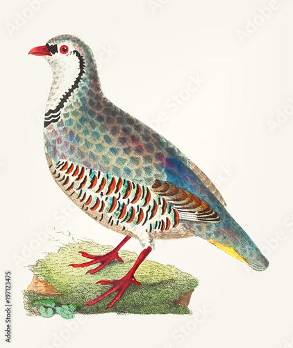 Tela Illustration of bird partridge