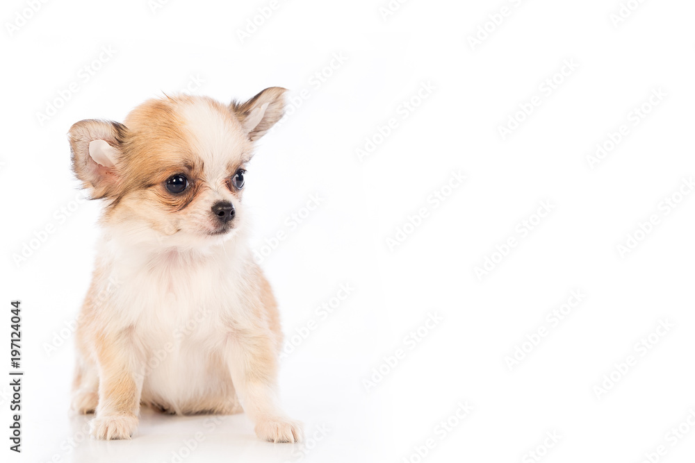 Chihuahua puppy, 45 day, isolated on white white background. Chihuahua puppy, 45 day, isolated on white white background.