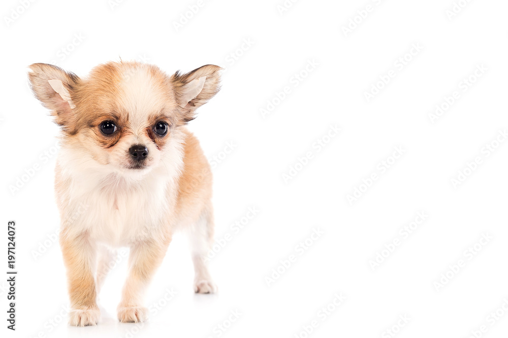 Chihuahua puppy, 45 day, isolated on white white background. Chihuahua puppy, 45 day, isolated on white white background.