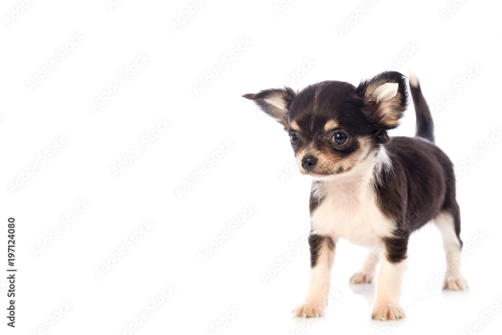 Chihuahua puppy, 45 day, isolated on white white background.