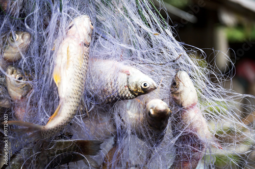 fishing net with fish
