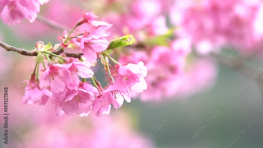 Pink cherry blossom(Cherry blossom, Japanese flowering cherry) on the Sakura tree. Sakura flowers are representative of Japanese flowers. The main part of the winter pass. I love everyone. Pink cherry blossom(Cherry blossom, Japanese flowering cherry) on the Sakura tree. Sakura flowers are representative of Japanese flowers. The main part of the winter pass. I love everyone.