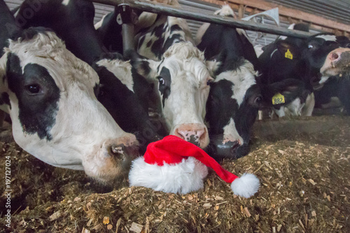 Santa Cows