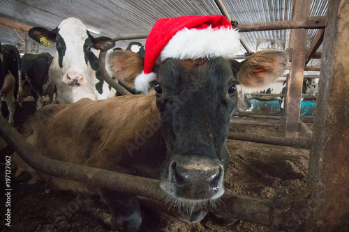 Santa Cows