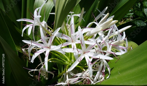 Flowers of Hawaii